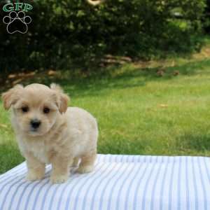 Kinsley, Shih-Poo Puppy